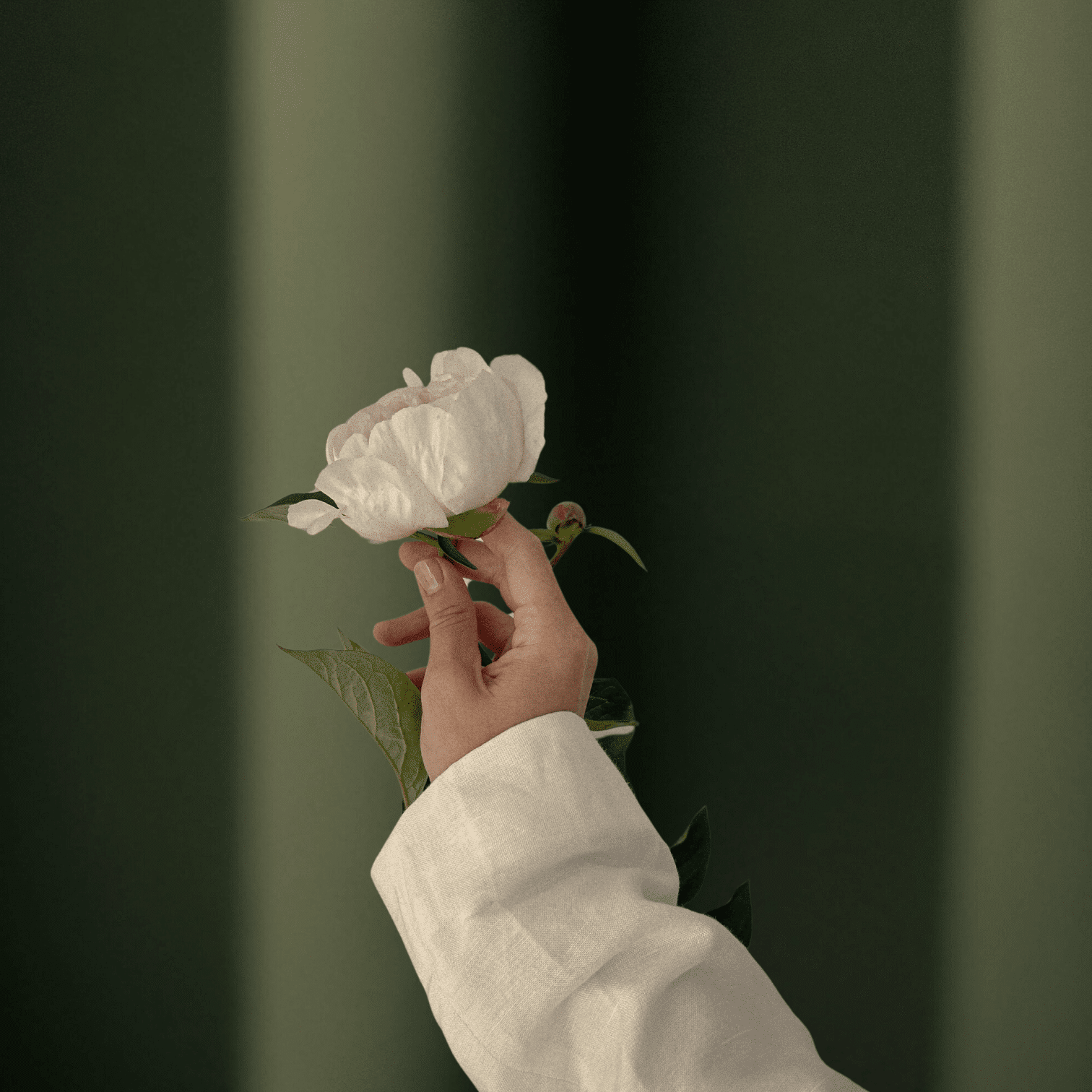Mano femminile vestita di bianco che tiene un fiore bianco, sfondo verde sfocato.